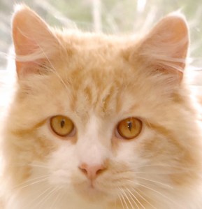 photo by Cherie Damron www.cdamron.exposuremanager.com