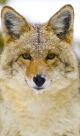 ID-10072636...coyote