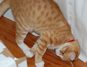 DSC_0096 - Version 3