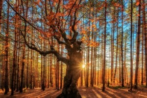 Autumn sunrise in forest ID-100110584