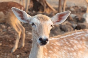 female deer ID-100185730
