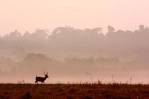 Running Deer at dusk ID-100193272
