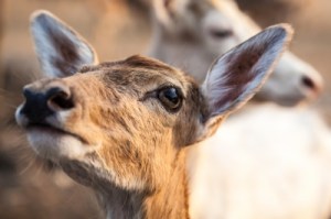 Uplifted Deer Face ID-100182044