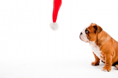 Santa Hat & Dog courtesy of photostock and freedigitalphotos.net