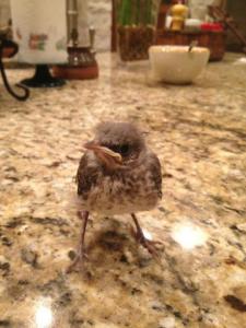 baby mockingbird