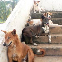 India dogs