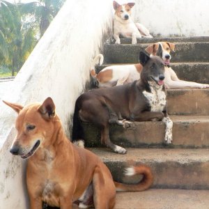 India dogs