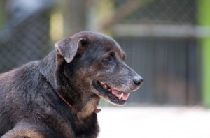 sad dog for angel post ID-100150769