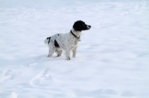 Dog in snow ID-100144221