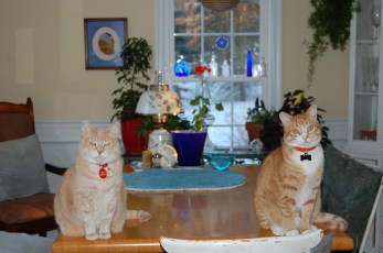 Gracie (left) Mr Bean (right)