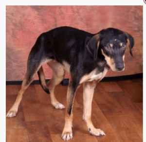 Screen Shot 2015-06-26 at 4.50.25 PM