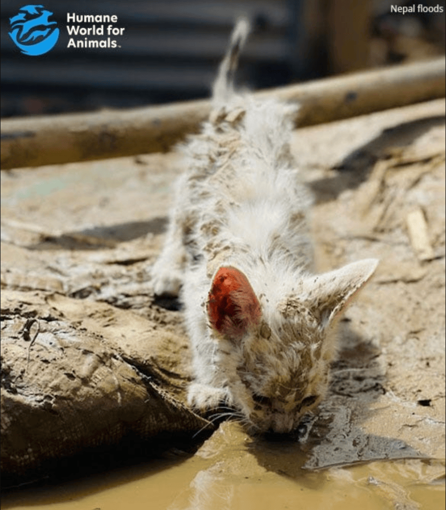 A dirty, struggling kitten drinking water from a puddle after the floods in Nepal.